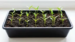 唐辛子の生育が悪い理由：種まきで最もよくある間違い