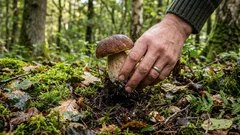 キノコ狩りの際、キノコを無理に引き抜いてもいいのでしょうか？キノコ狩り愛好家たちは何十年も議論してきましたが、ここにその答えがあります