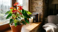 これらの手入れのコツを知っていれば、アンスリウムは何ヶ月も花を咲かせ続けます