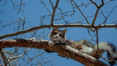 なぜ猫は木に登るのは簡単なのに、降りることができないのでしょうか？そんな時はどうすればいいですか？