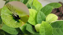 鉢植えの花からハエを駆除する:どの家庭でも効果的な方法